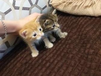   ,  ,  