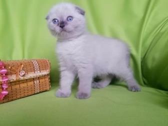     ,  Scottish Fold blue-point (8500?), Scottish Straight blue-point (6000?)  Scottish Fold blue-point (8500?),  