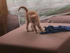 Милые рыжие солнышки)