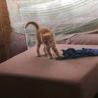 Милые рыжие солнышки)