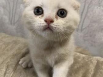       (Scottish Fold) ,         ,  ,   ,    