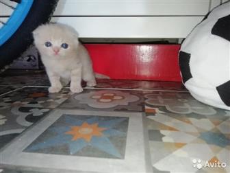     ,   26 , ,  