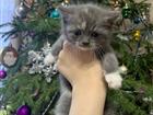 Котёнок