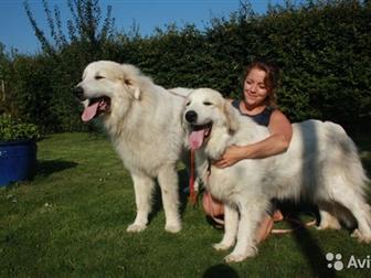     ! 25, 10, 2019,    3   3 ,  NALZAN DE BIGERIONNES () VISKALYS BELT OF VENUS ()  