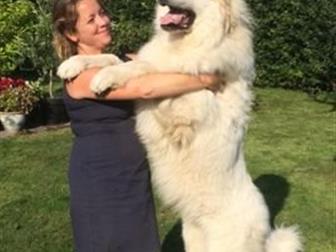     ! 25, 10, 2019,    3   3 ,  NALZAN DE BIGERIONNES () VISKALYS BELT OF VENUS ()  