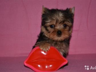      - 45     ,        1,5- 1,8 ,   9 ,   2  -520 ,      