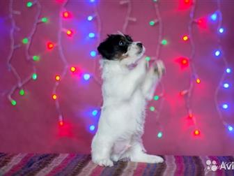           2, 5      - /    , -,  