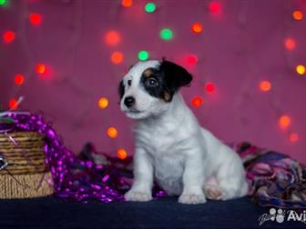           2, 5      - /    , -,  