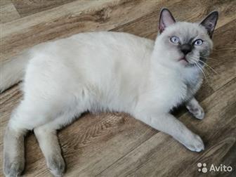 Шотландский котик окрас блю-поинт, ждёт в гости кошечку) в Рязани