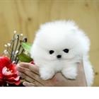 ����������� ��������� ���� ������� � ������� ��� �������