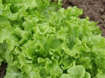      KS 190   36626766  --