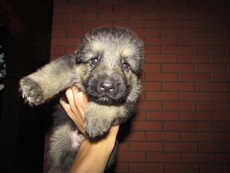 ���� � �������-��-����