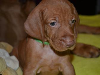 ����� � �������� ���������� ����� �������� � �������-��-����