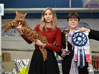     ,  n24,   ,   ,    (Russicats, Mainstreet, Amazongold, Azanabengals),  --