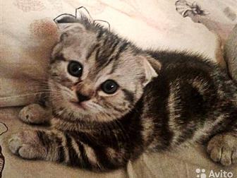   , :  (Scottish Fold) , -   ;,         ,   ,  