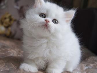   ,   - ! 4  ,       ??,   13 ,      (),  