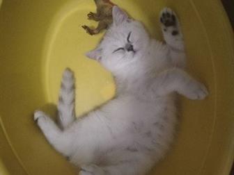              ,    ,     ,   ,  