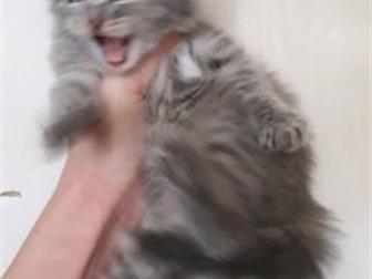   ,   3 ,  - (  )  ,   ,  -,    