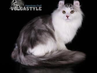    Volgastyle,       -   ,    !  