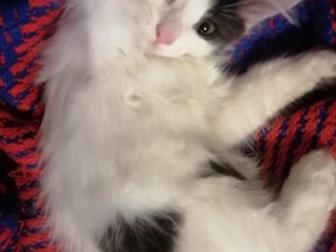     ,   ,     ,    ,   ,    - ,    