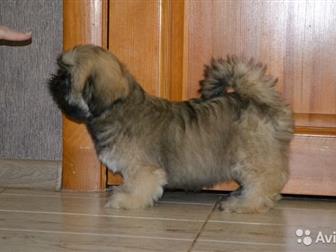  LHASA APSO, , 25, 12, 2020   ,  ,      蠠     