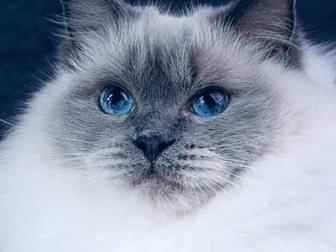  ,     Ragdoll ,   ,   ,              