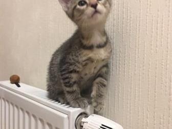  ,    , ) ,  ,    ,    ,  -