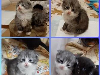     , 3  (   )2   (   )    ( 3 )  -