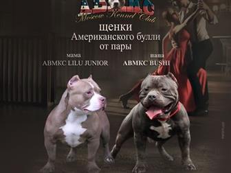        --    - American Bully Moscow Kennel Clubmoscow-bully     LILU  