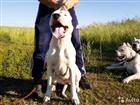 Dogo argentino