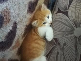      ,    ,    (     ,   :))  ,  