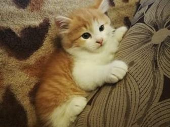      ,    ,    (     ,   :))  ,  