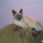 Котёнок сиамский