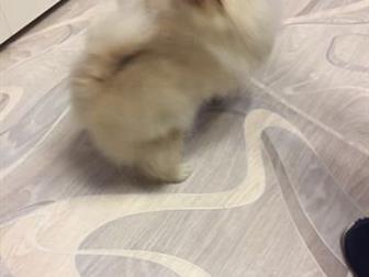  -   4,5 , , ,  ,      ,     