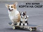 Кто хотел корги на скейте