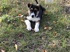Собачка в добрые руки