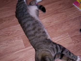  ,   ,     ,  