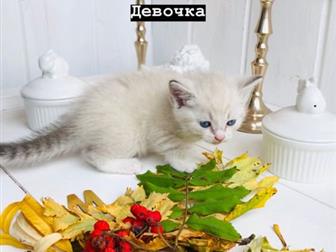 ,   25 ,  -   ,     ,   -,  