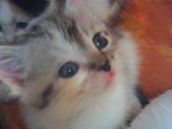  -   ,   ,   1,5 ,   ,   ,     