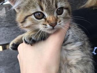  !  ˸- !  ,      !    ,    !        !  