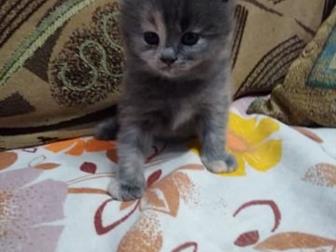     : , 1, 5 , ,    ,     
