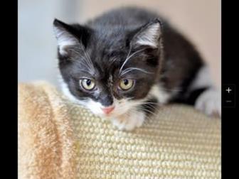     ?    ,   ,           ,  ,      ,   